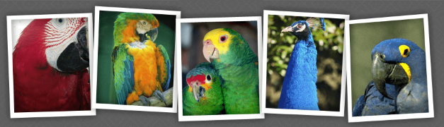 Uncle Sandy's Macaw Birdpark